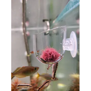 Pot en verre ventouse