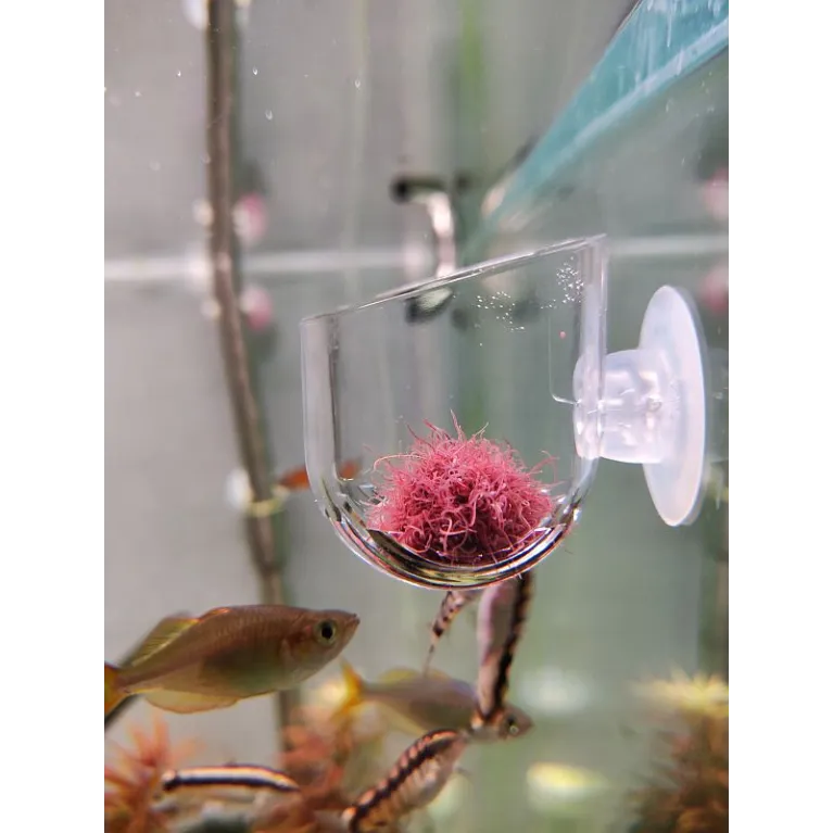 Pot en verre ventouse