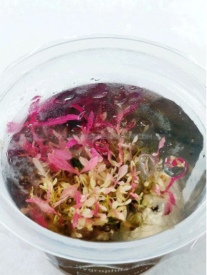 hygrophila lancea "chai" In Vitro