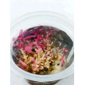 hygrophila lancea "chai" In Vitro
