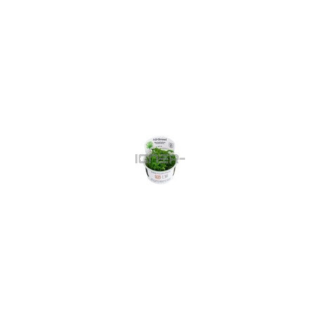 Myriophyllum aquaticum "in vitro"