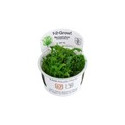 Myriophyllum mattogrossense "in vitro"
