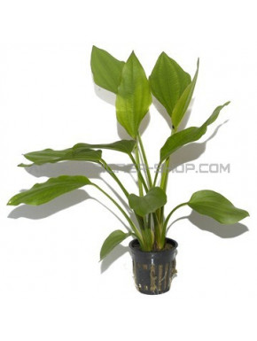 Plantes pour aquarium - Aqua Store