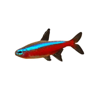 Cardinalis - paracheirodon axelrodi