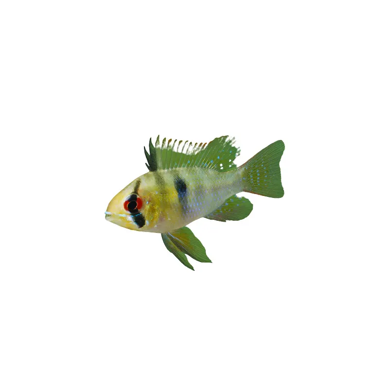 Mikrogeophagus Ramirezi sp.wild