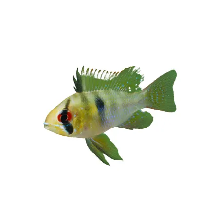 Mikrogeophagus Ramirezi sp.wild