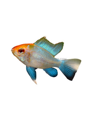 Mikrogeophagus Ramirezi blue red head