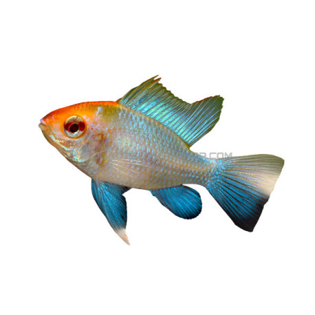 Mikrogeophagus Ramirezi blue red head