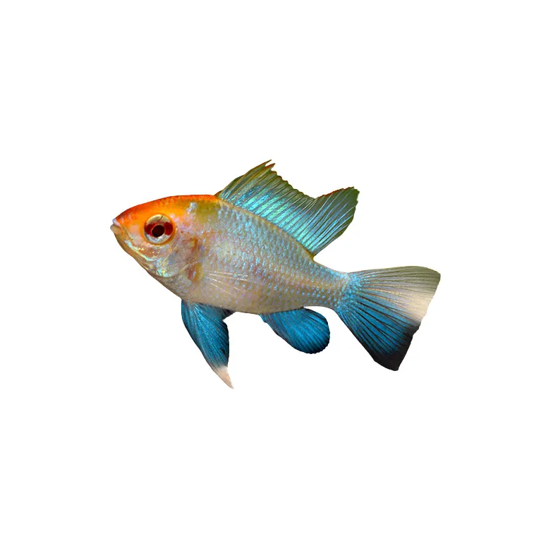 Mikrogeophagus Ramirezi blue red head