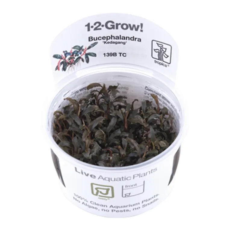 bucephalandra kedagang