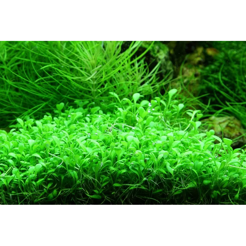 Glossostigma elatinoides in vitro