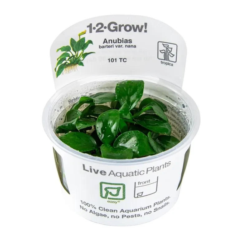 Anubias barteri var. nana