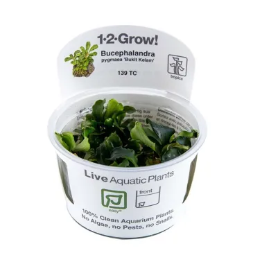 Bucephalandra  green wavy