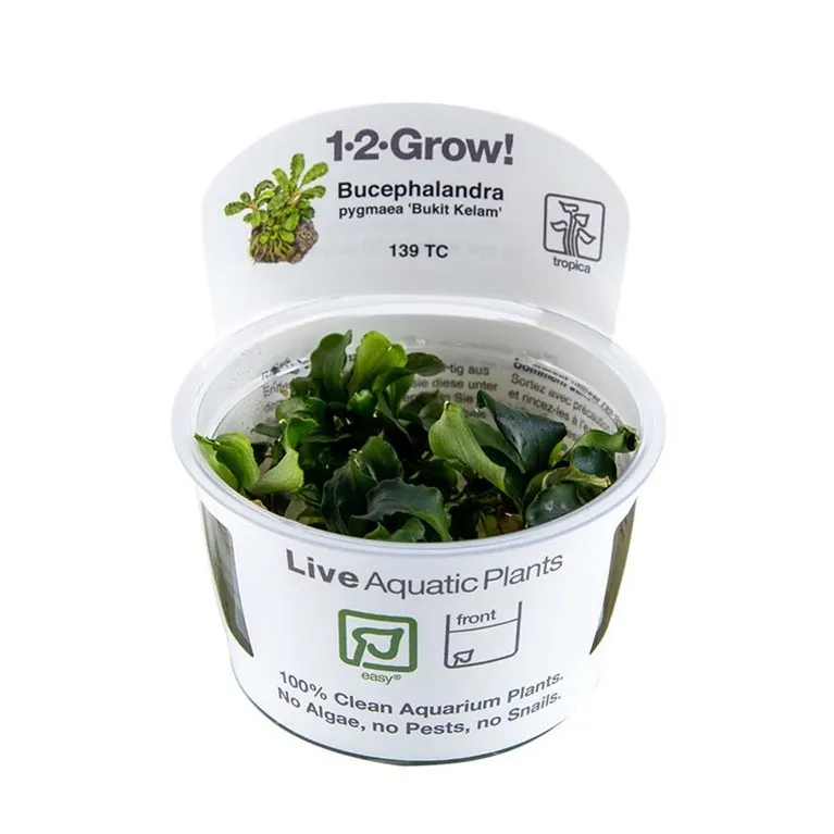 Bucephalandra  green wavy