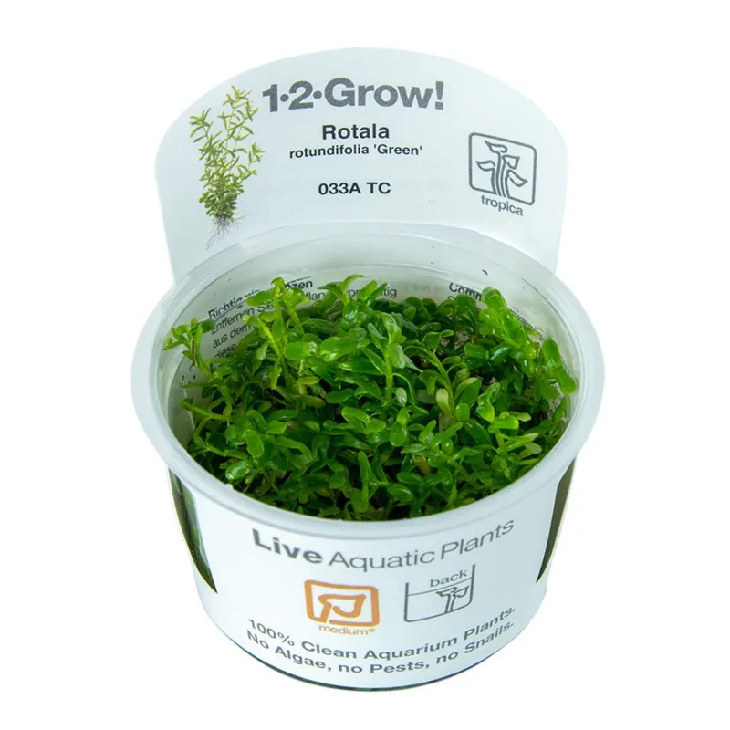 Rotala 'Green'