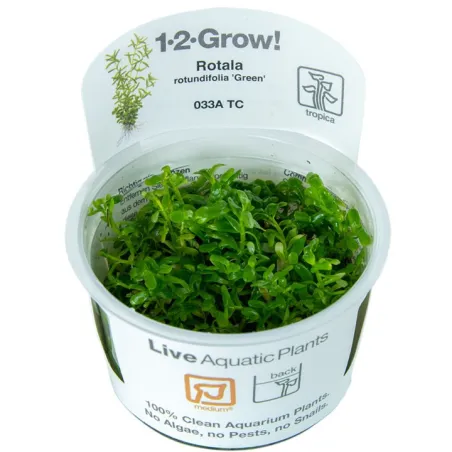 Rotala 'Green'