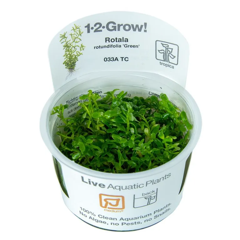 Rotala 'Green'