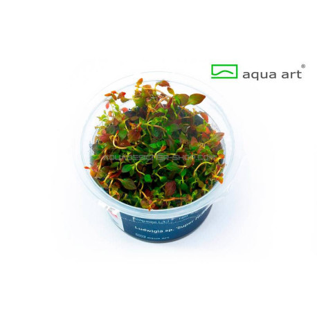 Ludwigia palustris "in vitro"