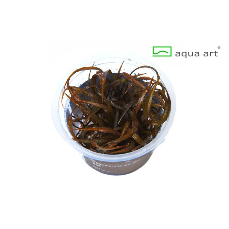 Cryptocoryne Spiralis Red in vitro