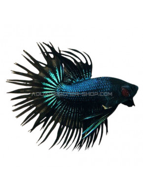 Betta crowntail red