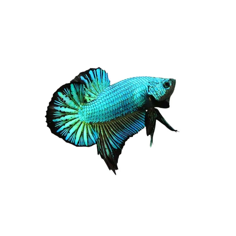 Betta Plakat