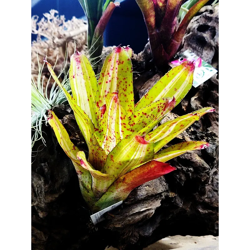 Neoregelia Chili Verde