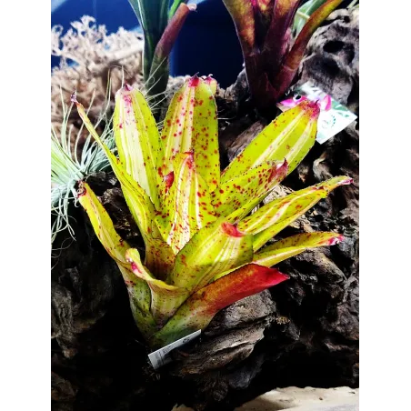 Neoregelia Chili Verde