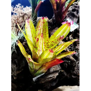 Neoregelia Chili Verde