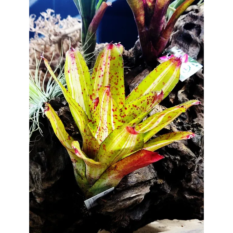 Neoregelia Chili Verde