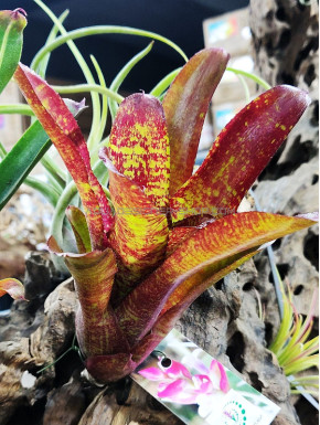 Neoregelia Joseph's Coat Hybrid