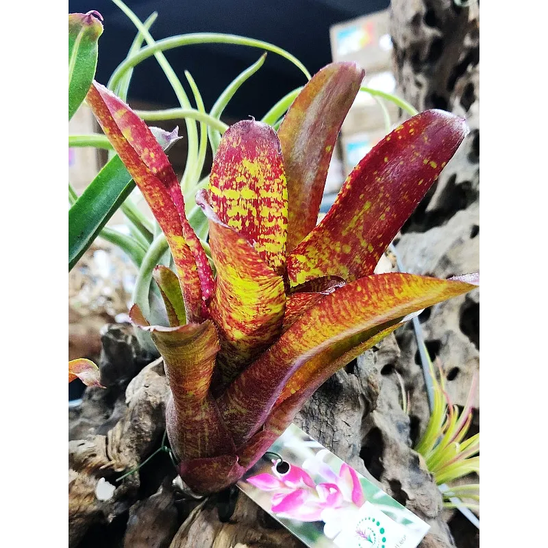 Neoregelia Joseph's Coat Hybrid