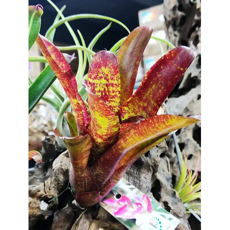 Neoregelia Joseph's Coat Hybrid