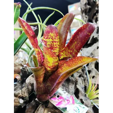 Neoregelia Joseph's Coat Hybrid