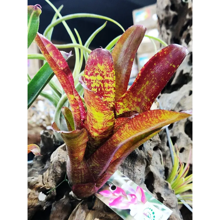 Neoregelia Joseph's Coat Hybrid