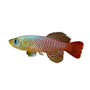 Nothobranchius palmqvisti