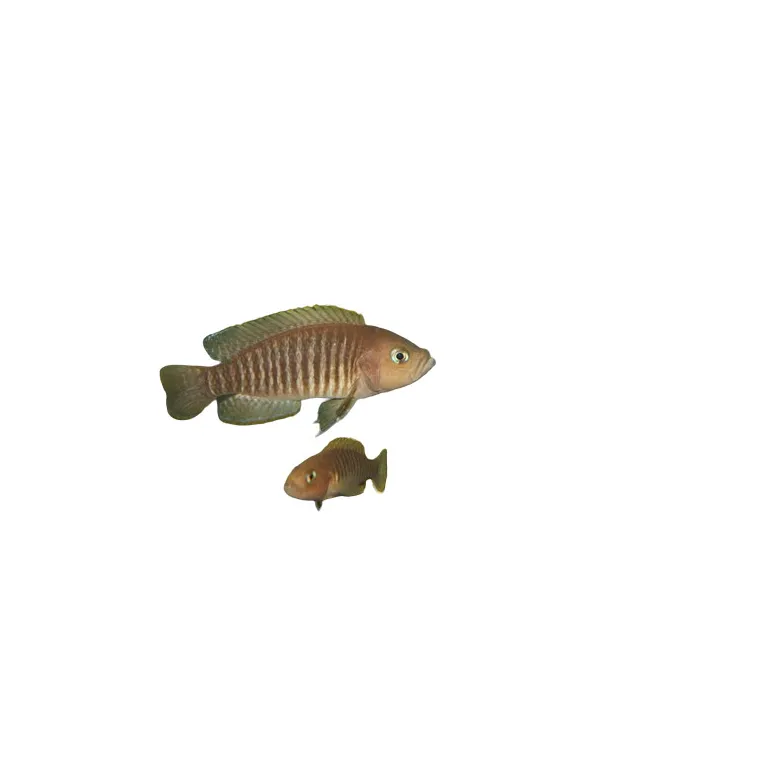 lamprologus multifasciatus