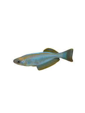 Lamprichthys tanganicanus