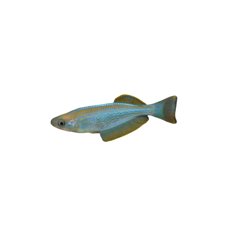 Lamprichthys tanganicanus