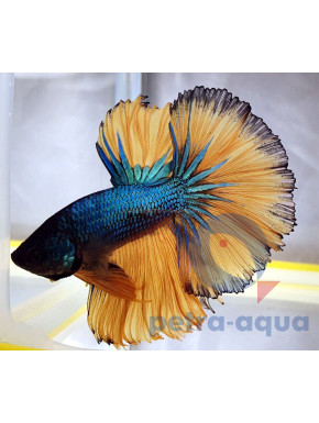 Betta halfmoon moustard