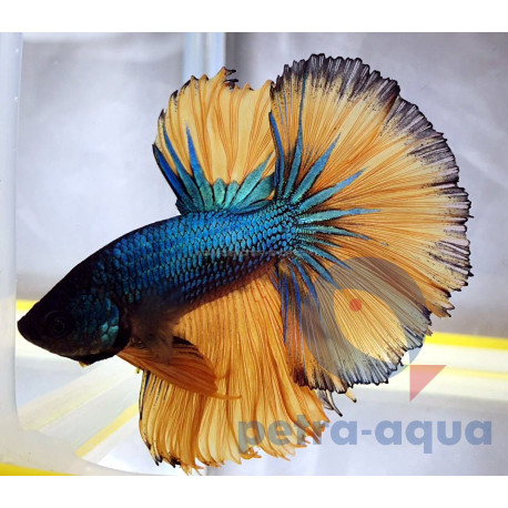 Betta moustard