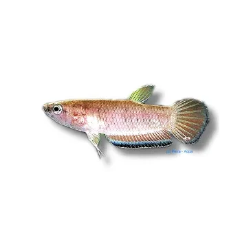 Betta simplex