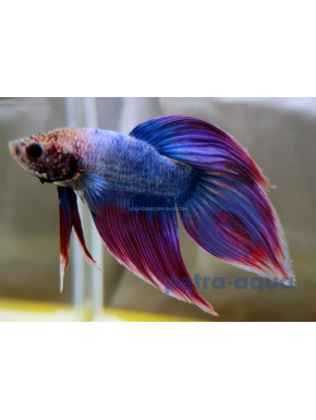 Betta Veiltail violet