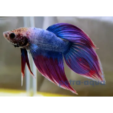 Betta Veiltail violet