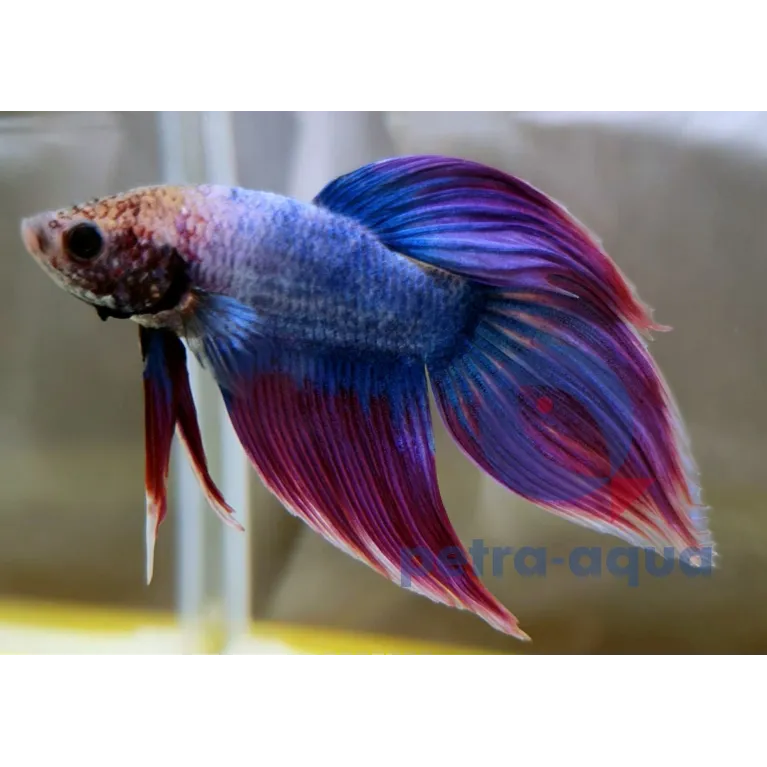 Betta Veiltail violet