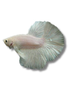 Betta Veiltail white