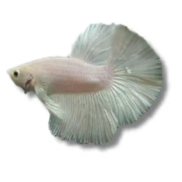 Betta Veiltail white