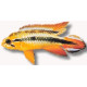 Apistogramma agassizi double red