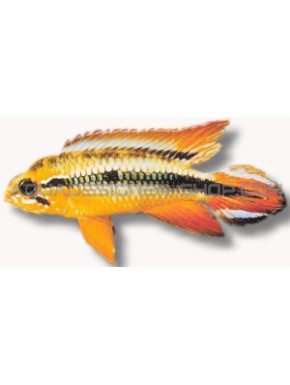 Apistogramma agassizi double red