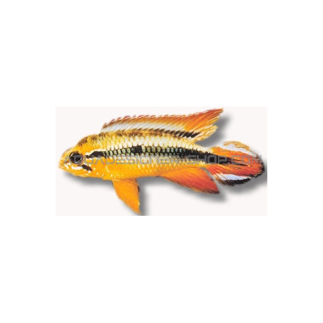 Apistogramma agassizi double red