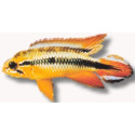 Apistogramma agassizi double red